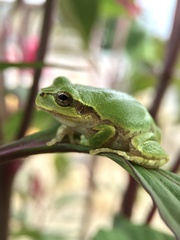 Hyla japonica