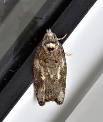 Acleris variana