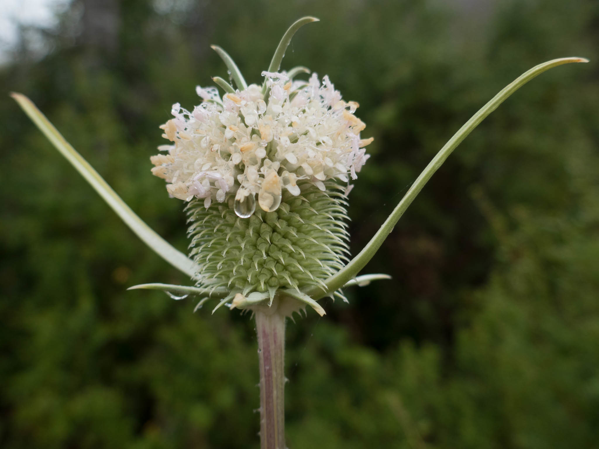 Dipsacus