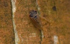 Megophthalmini