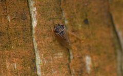 Megophthalmini