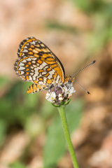 Texola elada ulrica