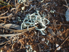 Xanthoparmelia convoluta