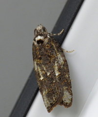 Acleris variana