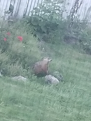 Marmota monax