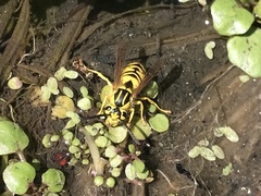 Vespula sulphurea