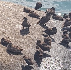 Somateria mollissima