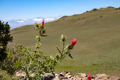 Cirsium arizonicum arizonicum