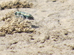 Cicindela senilis
