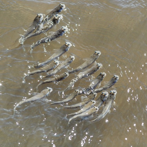 Foureye (Anableps anableps) — Anablepidae
