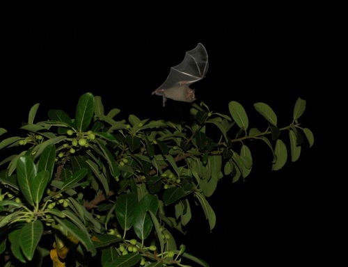 Flat-faced Fruit-eating Bat