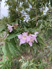 × chitalpa tashkentensis