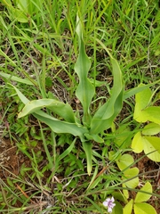 Dichromanthus michuacanus