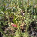 Artemisia rupestris - Photo (c) Magazova Lubov, μερικά δικαιώματα διατηρούνται (CC BY-NC), uploaded by Magazova Lubov