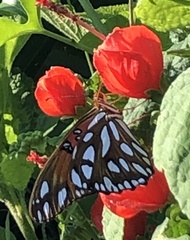 Dione vanillae