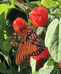 Dione vanillae