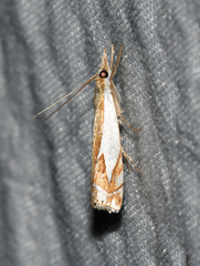Crambus bidens