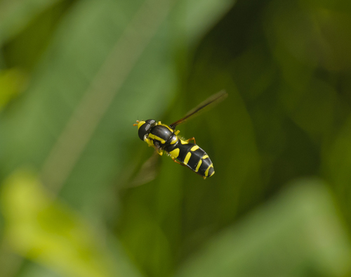 Xanthogramma pedissequum nuotrauka