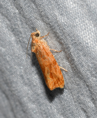Olethreutes nitidana