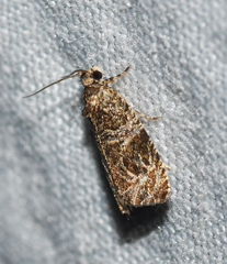Olethreutes furfuranum