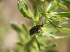 Trirhabda geminata