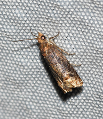 Eucosma ochroterminana