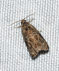 Olethreutes furfuranum
