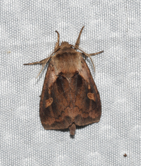 Bellura densa
