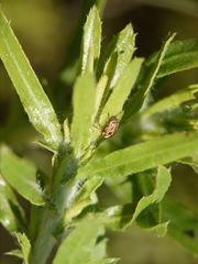 Cryptocephalus spurcus