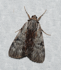 Catocala gracilis