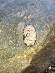 Chiton articulatus image