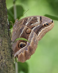 Eryphanis aesacus