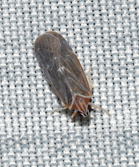 Synecdoche impunctata