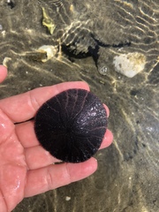 Dendraster excentricus