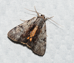 Catocala gracilis