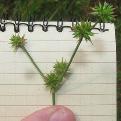 Juncus acuminatus