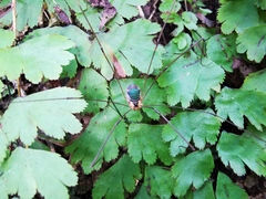 Leiobunum viridorsum