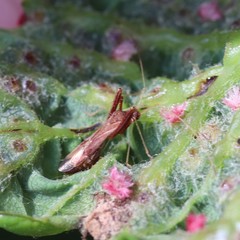 Paraxenetus guttulatus