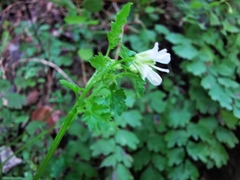 Cardamine auriculata