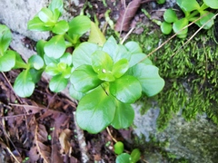 Sedum rhodocarpum