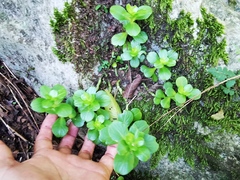 Sedum rhodocarpum