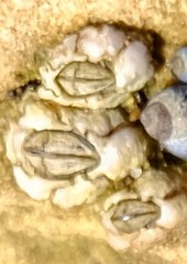 Chthamalus antennatus