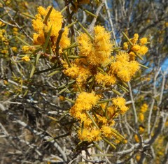 Acacia nyssophylla