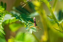 Zelus cervicalis