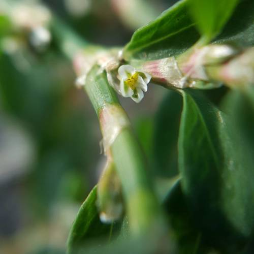 Polygonum aviculare