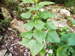 Peteravenia malvifolia