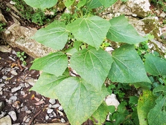 Peteravenia malvifolia