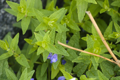 Scutellaria