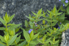 Scutellaria