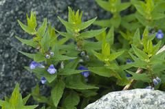 Scutellaria